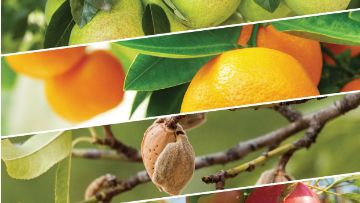 Soluções BASF para Fruticultura 2020